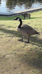 Branta canadensis