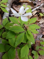 Anemonoides lancifolia