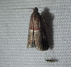 Acrobasis marmorea