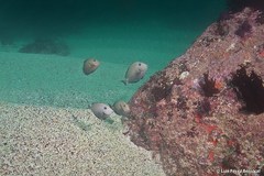 Acanthurus monroviae