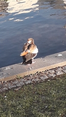 Alopochen aegyptiaca