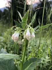 Symphytum tuberosum