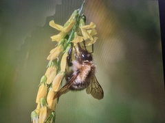 Bombus pascuorum