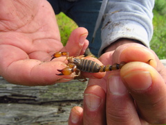 Bothriurus coriaceus