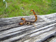 Bothriurus coriaceus