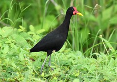 Jacana jacana hypomelaena