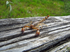 Bothriurus coriaceus