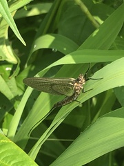 Hexagenia atrocaudata