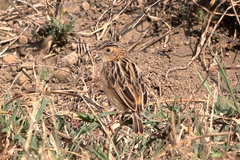 Cisticola juncidis