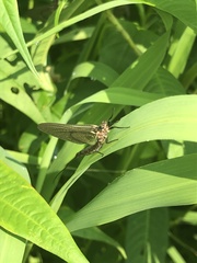 Hexagenia atrocaudata