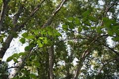 Dioscorea dumetorum