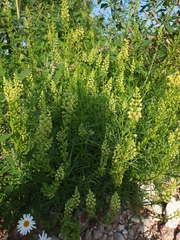 Reseda lutea