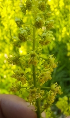 Reseda lutea