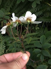 Rosa arvensis