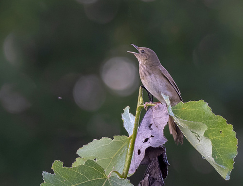 River Warbler (Locustella fluviatilis), photo 9