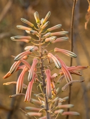 Aloe greatheadii image