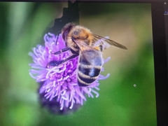 Apis mellifera