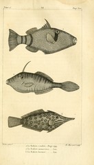 Mauritian Picasso Triggerfish photo 2