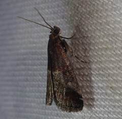Acrobasis marmorea