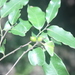 Giant Diospyros - Photo (c) Marco Schmidt, some rights reserved (CC BY-NC-SA), uploaded by Marco Schmidt
