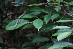 Zanthoxylum dissitum