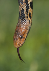 Pantherophis vulpinus