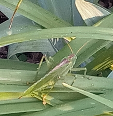Tettigonia viridissima