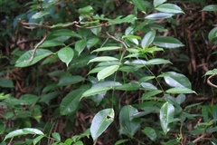 Zanthoxylum dissitum