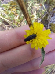 Anthaxia kiesenwetteri
