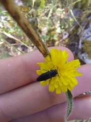 Anthaxia kiesenwetteri