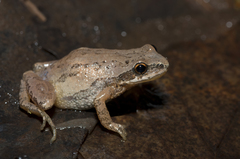 Pseudacris triseriata