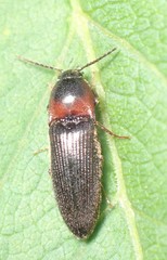 Ampedus rubricus