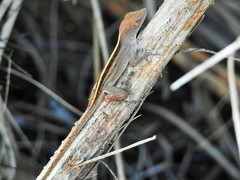 Anolis homolechis