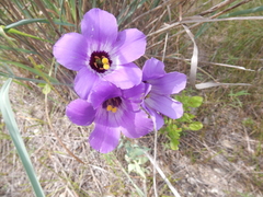 Eustoma russellianum