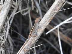 Anolis homolechis