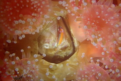 Megabalanus californicus