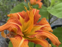 Hemerocallis fulva kwanso