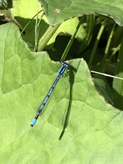 Enallagma cyathigerum