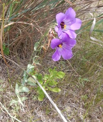 Eustoma russellianum