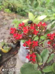 Brachystethus improvisus