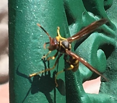 Polistes weyrauchorum