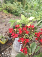 Brachystethus improvisus