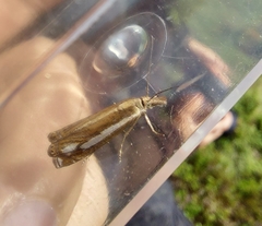 Crambus ericella