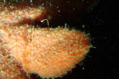 Axinellida