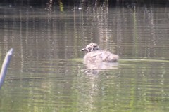 Larus brachyrhynchus