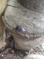 Brachystethus improvisus