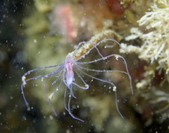 Ectopleura marina