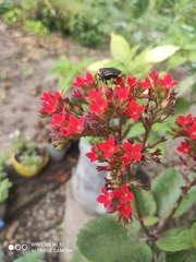 Brachystethus improvisus