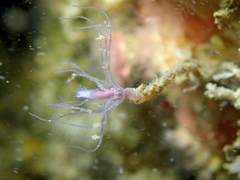 Ectopleura marina