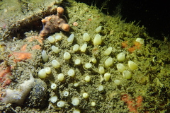 Polymastia pachymastia